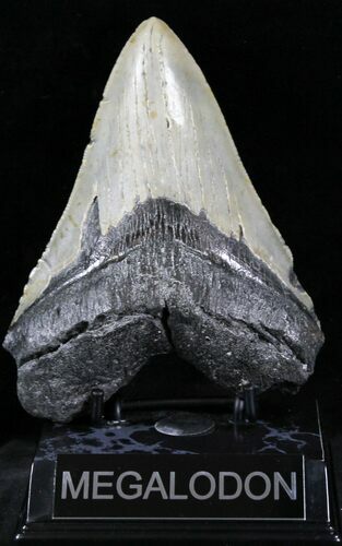 Bargain Megalodon Tooth - North Carolina #28832
